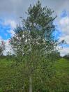 69 municípios paranaenses podem cultivar oliveiras