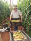 Tomates produzidos sem defensivo químico