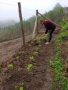 Horta comunitária em Campo Largo
