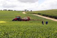 Complexo soja impulsiona agronegócio do Paraná com exportação de US$ 2,94 bilhões até maio