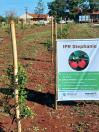 Acerola é alternativa para fruticultores