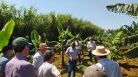 Produtores conhecem práticas de manejo da banana