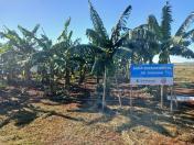 Variedades mais produtivas são apresentadas na Estação de Pesquisa do IDR-Paraná