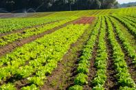Produção orgânica é tema de evento em Campo Mourão nesta quinta-feira