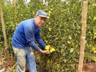 Produtor conquista mercado com olerícolas em Itambé