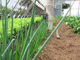 Pesquisa Agroecologia Santa Teresa