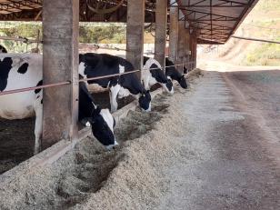 IDR-Paraná realiza torneio de silagem de milho para incentivar produtividade e qualidade 