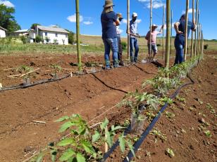 IDR-Paraná inova no uso de metodologia para capacitação técnica em agricultura orgânica