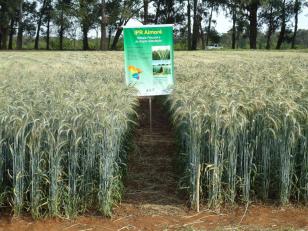 “Um resultado impressionante”: colheita de triticale desenvolvido pelo IDR-Paraná supera expectativas