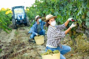 Agricultura orienta sobre segurança nas cadeias alimentares em livro online