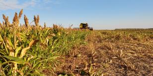 Especialistas falam sobre superação de limitações climáticas para produzir no Arenito Caiuá 