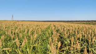 Sorgo e milheto são alternativas para aumentar a competitividade da pecuária