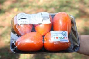 Produção de tomate orgânico ganha produtores nas regiões de Cascavel e Umuarama