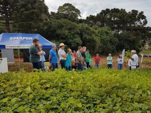 Projeto Centro-Sul de  Feijão e Milho terá Dia de Campo Virtual