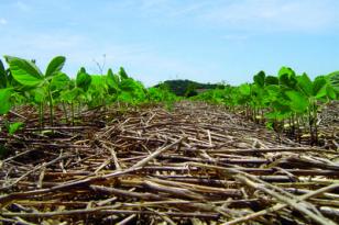 Estudo com participação de pesquisador do IDR-Paraná aponta crescimento da agricultura sustentável