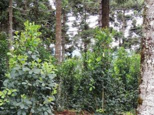 Cultivos Florestais - Erva-mate Sombreada