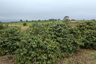 IDR-Paraná e Simepar emitem aviso de “Alerta Geada” para a região cafeeira do Paraná