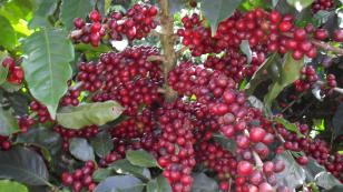 Ferramentas podem diminuir riscos da cafeicultura