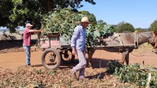 Cultivo de mandioca ganha eficiência e movimenta economia