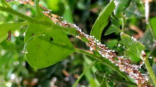 Avança manejo biológico do greening no Paraná