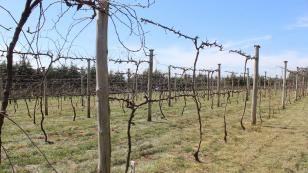 IDR-Paraná inaugura viveiro em Santa Tereza do Oeste para melhorar produção de uva