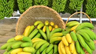 Pesquisa mostra que SC e PR podem dobrar a produção de banana