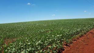 Boletim agrometeorológico do IDR-Paraná de novembro mostra clima mais seco na maior parte do Estado 