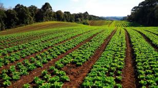 Com milhares de produtos certificados, Paraná aposta no cultivo de orgânicos