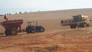 Boletim agrometeorológico do IDR-Paraná de fevereiro aponta novamente baixa precipitação de chuvas no Paraná