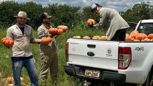 Experimento no Oeste apresenta resultados 50% acima da média em produção de abóboras e contribui para a segurança alimentar da região