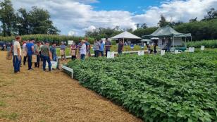 IDR-Paraná apresenta alternativas para uma agricultura mais sustentável e lucrativa nas culturas de feijão e milho