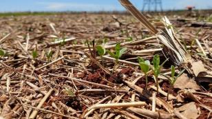 Produtores desconhecem bases da agricultura conservacionista, aponta estudo