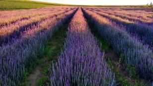 Lançada na ExpoLondrina, Rota da Lavanda vai fomentar turismo e elevar renda dos agricultores