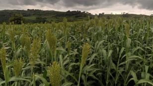 Sorgo pode ser alternativa para alimentar gado leiteiro no inverno