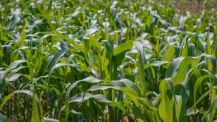 Enfezamento do milho exige atenção na fase inicial da lavoura, alerta IDR-Paraná
