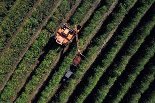Clima chuvoso prejudicou safra de café no Paraná; plantio de soja e milho está perto do fim