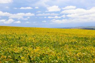 Paraná tem a melhor classificação do Brasil em potencialidade agrícola, segundo estudo do IBGE