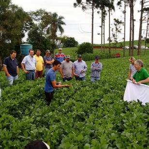 Maringá realiza concurso regional  de qualidade na colheita de soja