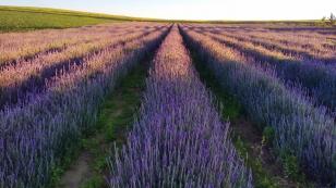 Turismo rural: governador sanciona lei que cria a Rota da Lavanda no Paraná