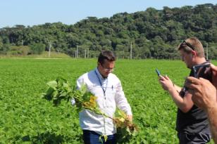 IDR-Paraná lança cultivar de feijão carioca em Ponta Grossa