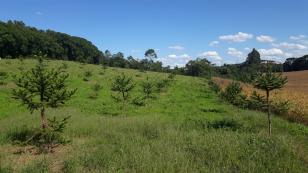 Produtor de Campo Largo investe no cultivo de araucária enxertada