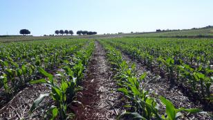 IDR-Paraná finaliza nova cultivar de milho branco