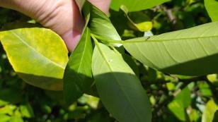 Sistema Estadual de Agricultura promove grande operação para baixar casos de greening e reforçar prevenção