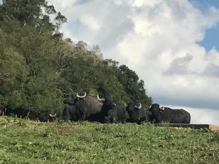 IDR-Paraná da Lapa é pioneiro na pesquisa de búfalos em sistema agroecológico