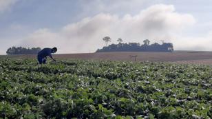 Alerta Ferrugem é retomado no Paraná