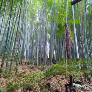 bambu