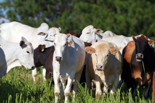 Boletim analisa variação do preço da arroba bovina e as frutas importadas de Natal