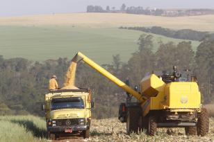 Chuvas intensas beneficiam lavouras de soja e milho no Paraná