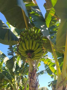 Boletim do Deral aborda impactos das chuvas na banana e as boas perspectivas para a tilápia