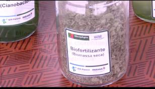 microalgas